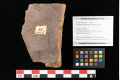 Foto (Objekt + Etikett) von Sphaeria palaeosapindi Ettingshausen (NHMW-GEO-2024-0188-0042)